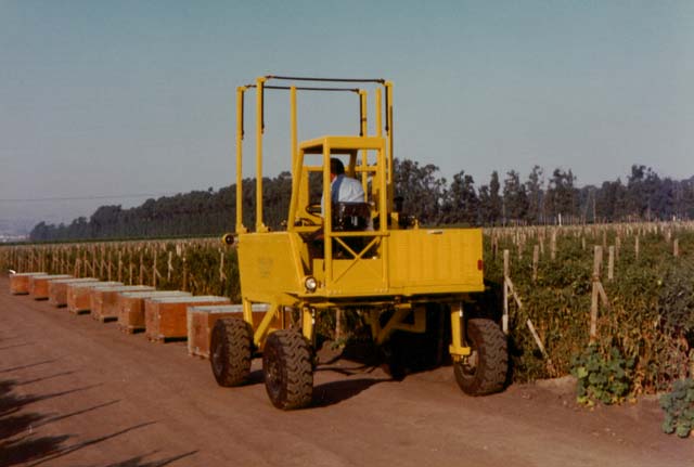 Straddle Forks� design enables it to place all the harvesting bins in neat rows away from delicate roots and plants.