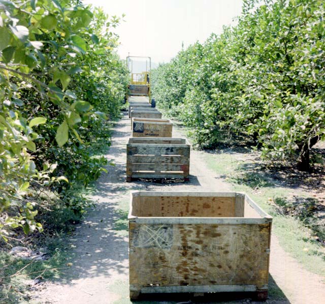 Straddle Fork� has the ability to straddle empty bins in a row while collecting full bins.